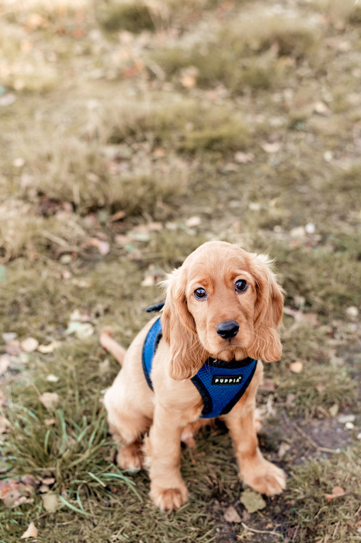 Bruno